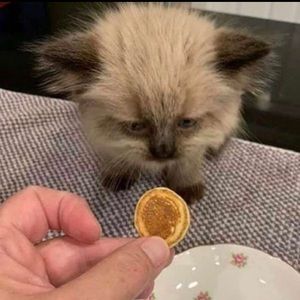 Meet your Posher, Laszlo